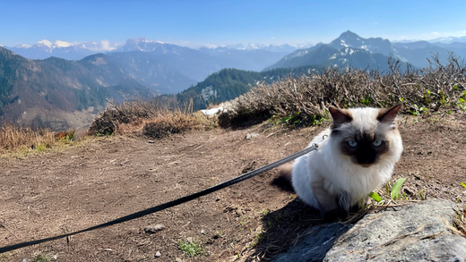 An adventure cat with his harness and leash on at the top of a mountain hike