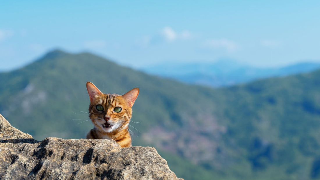 What is an Adventure Cat?