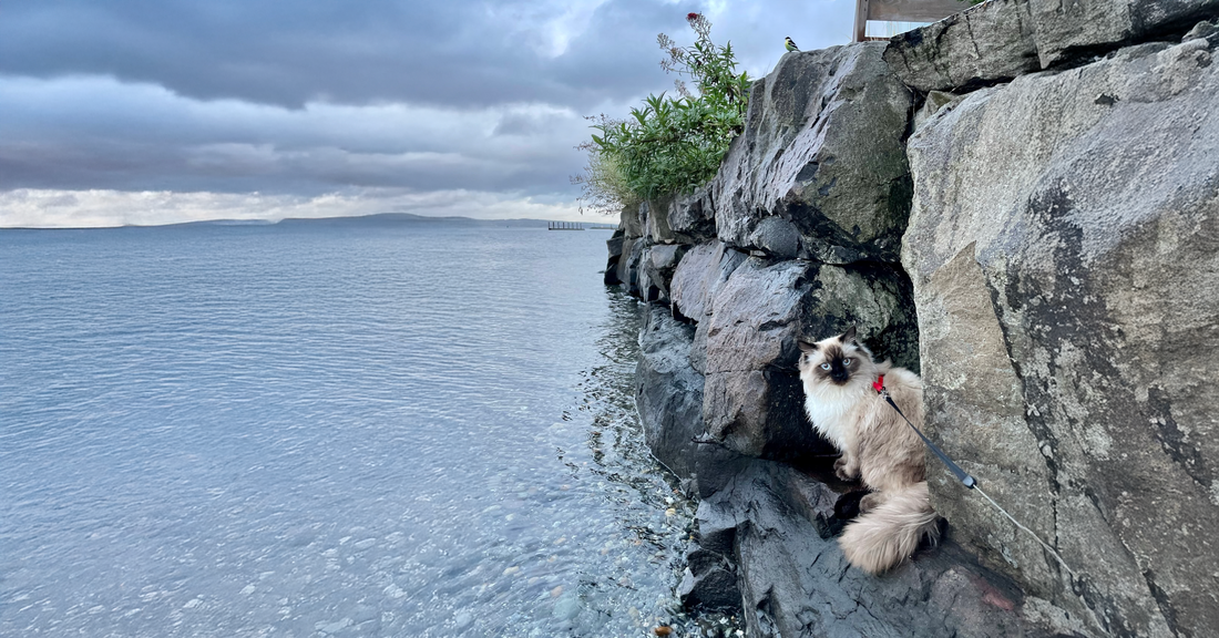 An adventure cat has his harness and leash on and is sitting on a rock near water