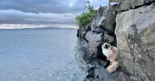 Adventure Cat on the rocks near the ocean